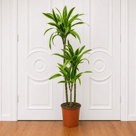 Драцена Фрагранс Лемон Лайм 3 стебля в горшке высотой 110 см (Dracaena fragrans lemon lime)