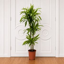 Драцена Фрагранс Лемон Лайм 3 стебля в горшке высотой 110 см (Dracaena fragrans lemon lime)