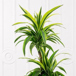 Драцена Фрагранс Лемон Лайм 3 стебля в горшке высотой 110 см (Dracaena fragrans lemon lime)