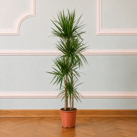 Драцена маргината высотой 150 см в горшке (Dracaena marginata)