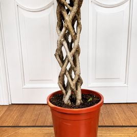 Фикус бенджамина решетка гигант высотой 120 см в горшке (Ficus benjamina exotica twist)