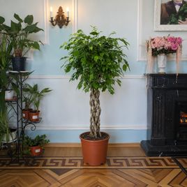 Фикус бенджамина решетка гигант высотой 120 см в горшке (Ficus benjamina exotica twist)