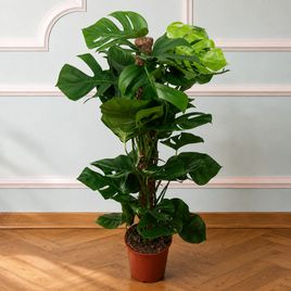 Монстера гигант «Monstera giganta» в горшке (высота 150 см)