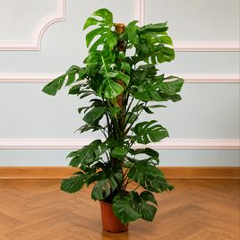 Монстера гигант «Monstera giganta» в горшке (высота 150 см)