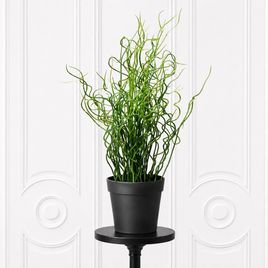 Джункус спираль в горшке (Juncus effus)