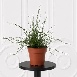 Джункус спираль в горшке (Juncus effus)
