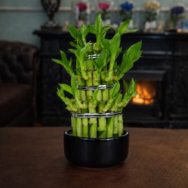 Бамбук счастья «Lucky Bamboo» в керамическом горшке