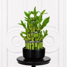 Бамбук счастья «Lucky Bamboo» в керамическом горшке