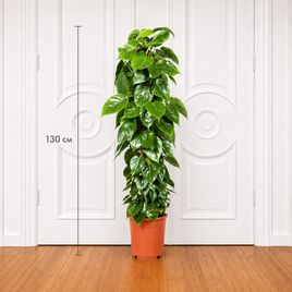 Филодендрон сканденс высотой 130 см в горшке (Philodendron scandens)
