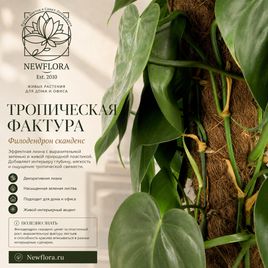 Филодендрон сканденс высотой 130 см в горшке (Philodendron scandens)