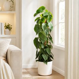 Филодендрон сканденс высотой 130 см в горшке (Philodendron scandens)