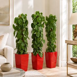 Филодендрон сканденс высотой 130 см в горшке (Philodendron scandens)