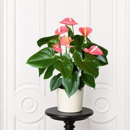 Антуриум Андрианум розовый в горшке (Anthurium Andreanum Champion) 40-60 см