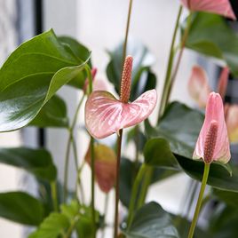 Антуриум Андрианум розовый в горшке (Anthurium Andreanum Champion) 40-60 см