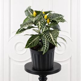 Афеляндра скуарроса в горшке D13 см (Aphelandra squarrosa)