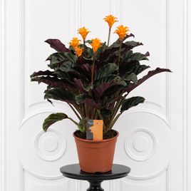 Калатея кроката в горшке (Calathea crocata)