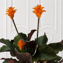 Калатея кроката в горшке (Calathea crocata)