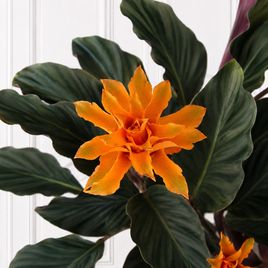 Калатея кроката в горшке (Calathea crocata)