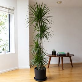 Драцена маргината высотой 200 см в горшке (Dracaena marginata)