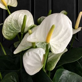 Антуриум Андрианум белый в горшке (Anthurium Andreanum Champion) 40-60 см