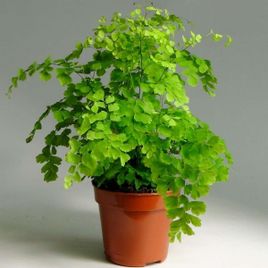 Адиантум фрагранс в горшке (Adiantum fragrans)