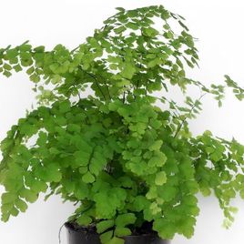 Адиантум фрагранс в горшке (Adiantum fragrans)