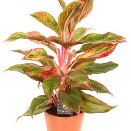 Аглаонема крит в горшке (Aglaonema crete)