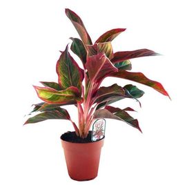 Аглаонема крит в горшке (Aglaonema crete)