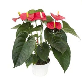 Антуриум андрианум туренза красный в горшке (Anthurium andreanum turenza)