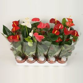 Антуриум андрианум микс в горшке (Anthurium andreanum mix), Голландия