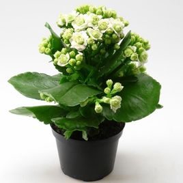 Каланхоэ Париж в горшке (Kalanchoe Paris)