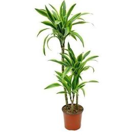 Драцена фрагранс 3 стебля в горшке высотой 110см (Dracaena fragrans lemon lime)