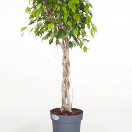 Фикус бенджамина переплетенный гигант высотой 120см в горшке (Ficus benjamina exotica twist)