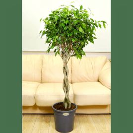 Денежное дерево - уход за растением крассула в домашних условиях / Geo Glass
