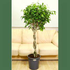 Фикус бенджамина переплетенный гигант высотой 120см в горшке (Ficus benjamina exotica twist)