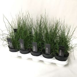 Джункус спираль в горшке (Juncus effus)