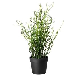 Джункус спираль в горшке (Juncus effus)