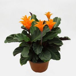 Калатея кроката в горшке (Calathea crocata)