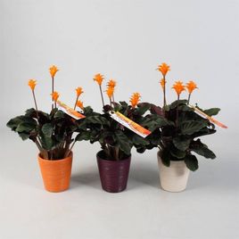 Калатея кроката в горшке (Calathea crocata)