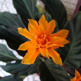 Калатея кроката в горшке (Calathea crocata)