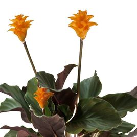 Калатея кроката в горшке (Calathea crocata)