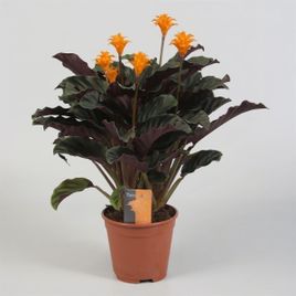 Калатея кроката в горшке (Calathea crocata)