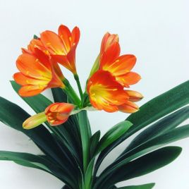 Кливия миниата в горшке (Clivia miniata)