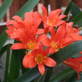 Кливия миниата в горшке (Clivia miniata)