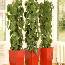 Филодендрон сканденс высотой 130см в горшке (Philodendron scandens)