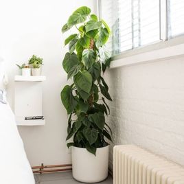 Филодендрон сканденс высотой 130см в горшке (Philodendron scandens)