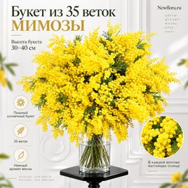 Букет 35 веток мимозы (30-40 см)