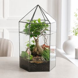 Флорариум вытянутый с фикусом и керамическим домиком 40×20 см