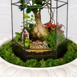 Флорариум вытянутый с фикусом и керамическим домиком 40×20 см