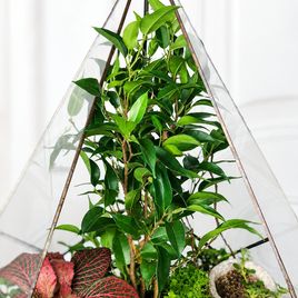 Флорариум с фикусом бенджамина 35×20 см